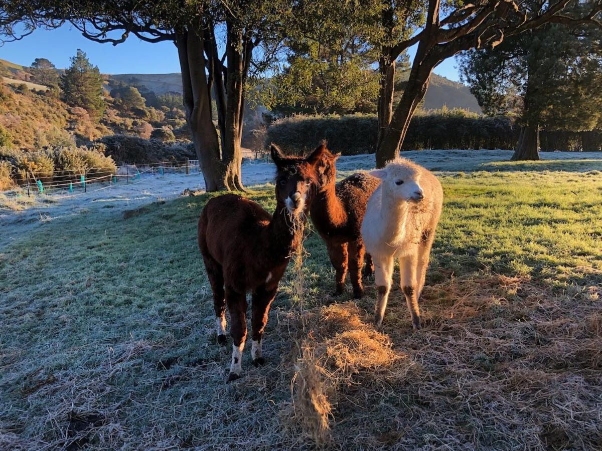 Narrow Neck Creek Farmstay And B&B Upper Hutt Ngoại thất bức ảnh