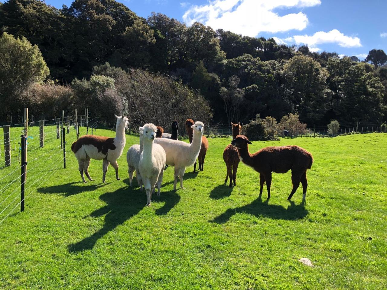 Narrow Neck Creek Farmstay And B&B Upper Hutt Ngoại thất bức ảnh